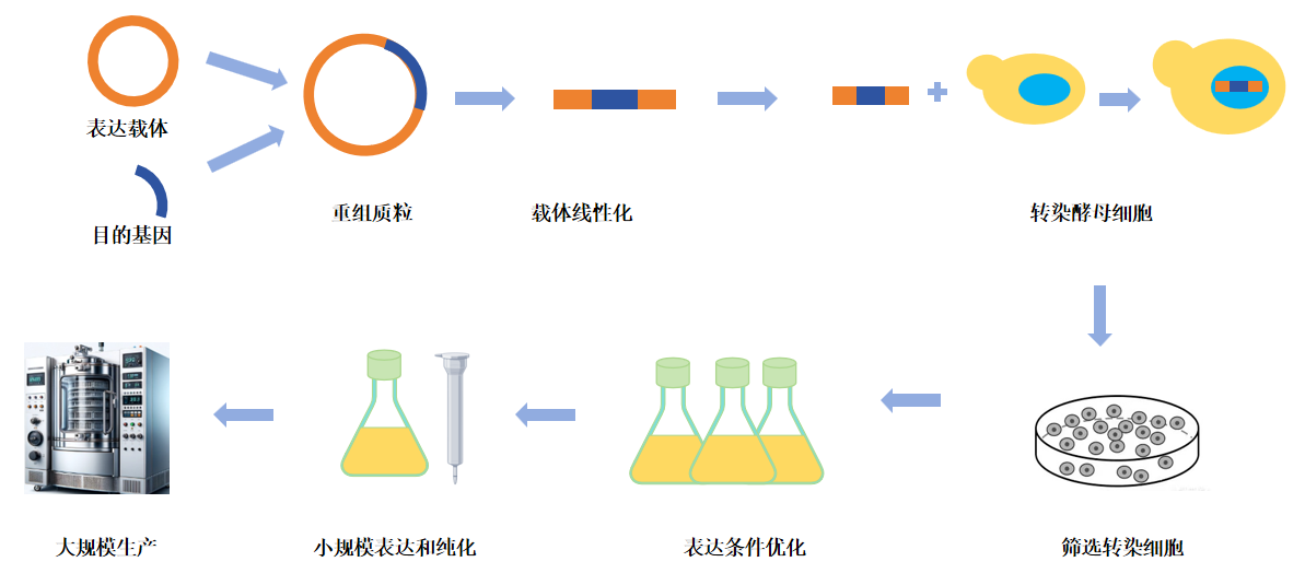 重组蛋白酵母表达服务-卡梅德科技.png