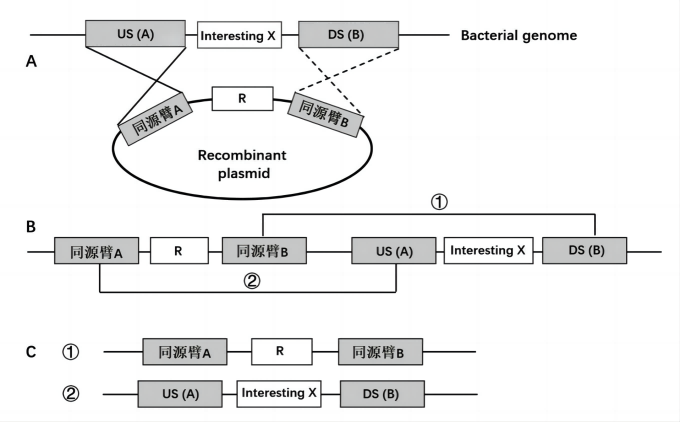 jiyinqiaochu+kameideshengwu1.png