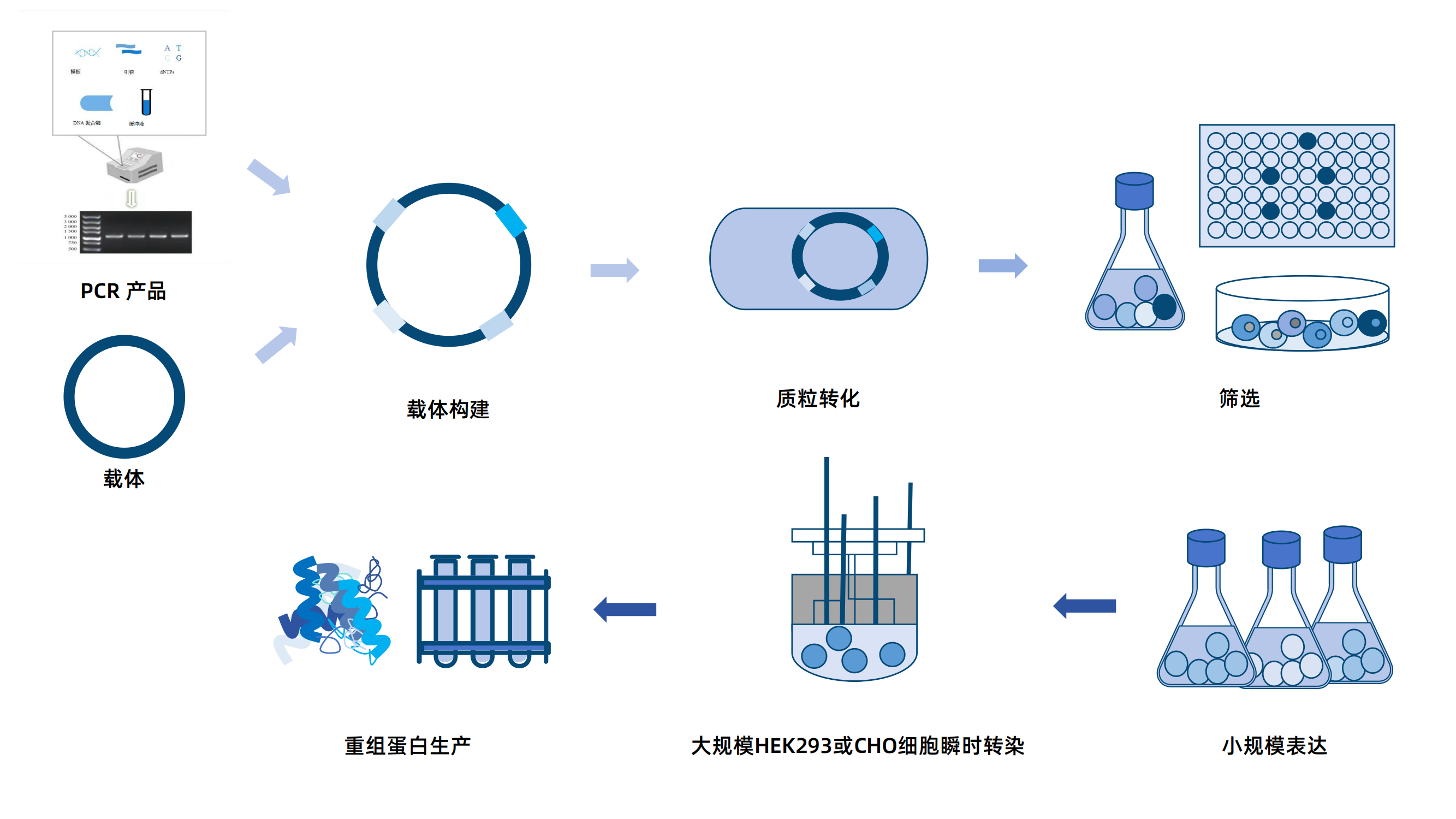 蛋白表达式.png